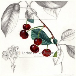 Les cerises rouges Les cerises rouges