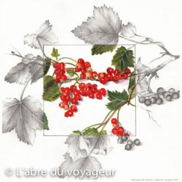 Les groseilles Les groseilles
